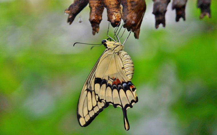 swallowtail-butterfly-329376.jpg