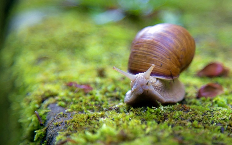 snail-1281633