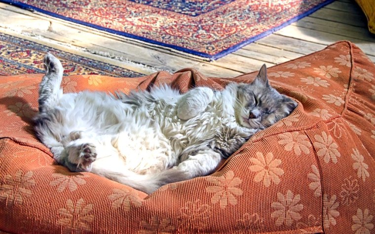 sleeping-cat-4764742_1920