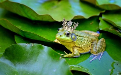 bull-frog-2525989_1920