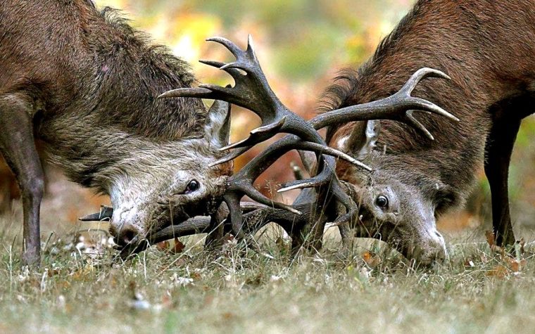 fe122d1a-af0e-4c08-bbf3-6c3f78bc9e75