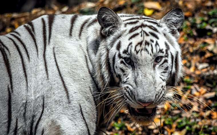 satya-deep-X2mlw0H8Q6Q-unsplash