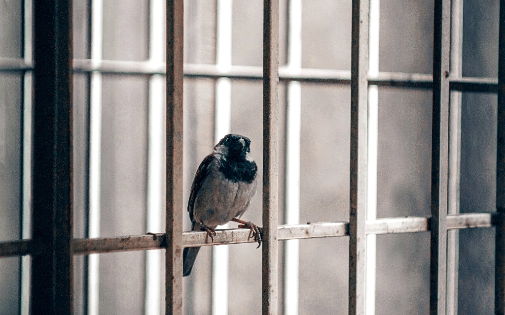 m-shiva-EJpP0QEhe3w-unsplash