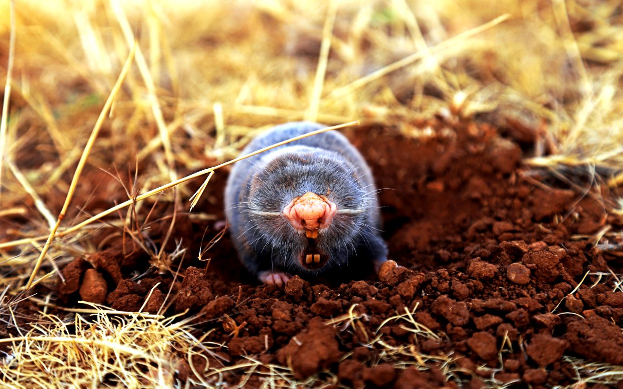 ahmad-kanbar-cLXoMUtGi0k-unsplash