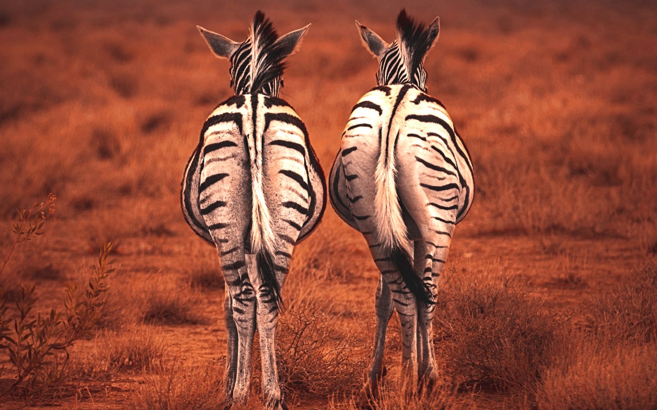 geran-de-klerk-ADUiP4nJwds-unsplash