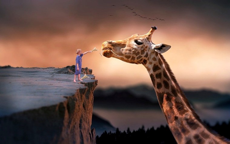 giraffe-1959110_1280