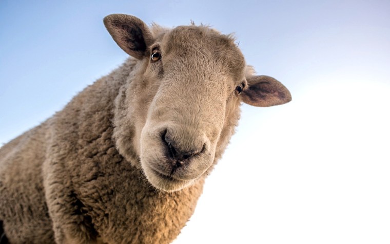 sheep-1822137_1920
